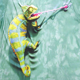 Cool 3d Chameleon T Shirt